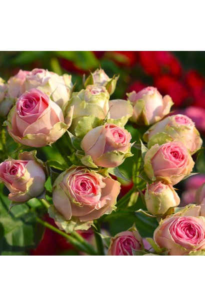 Квітки троянди Мімі Еден крупним планом